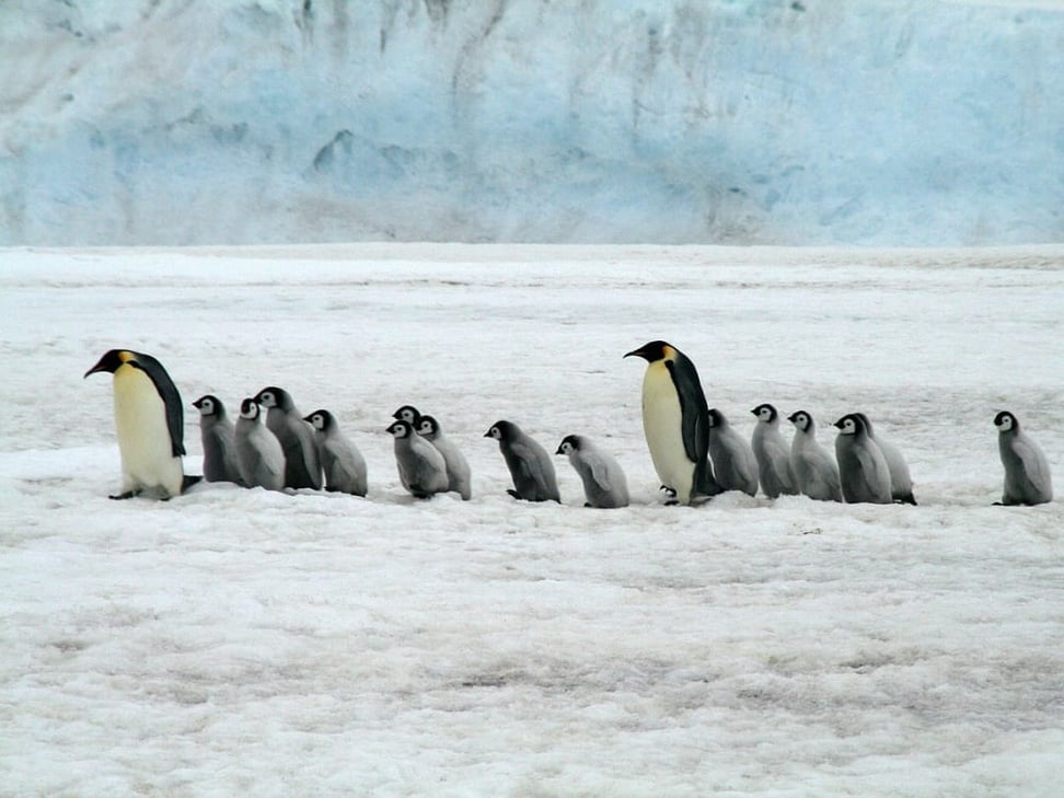 Antarctica_Emperor_Penguins_Pixabay_CCBDougherty_hfas3x-1