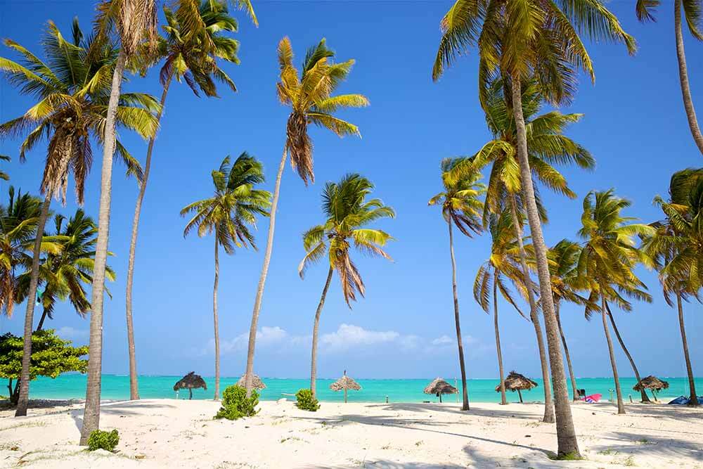 Paje Beach in Zanzibar with palm trees