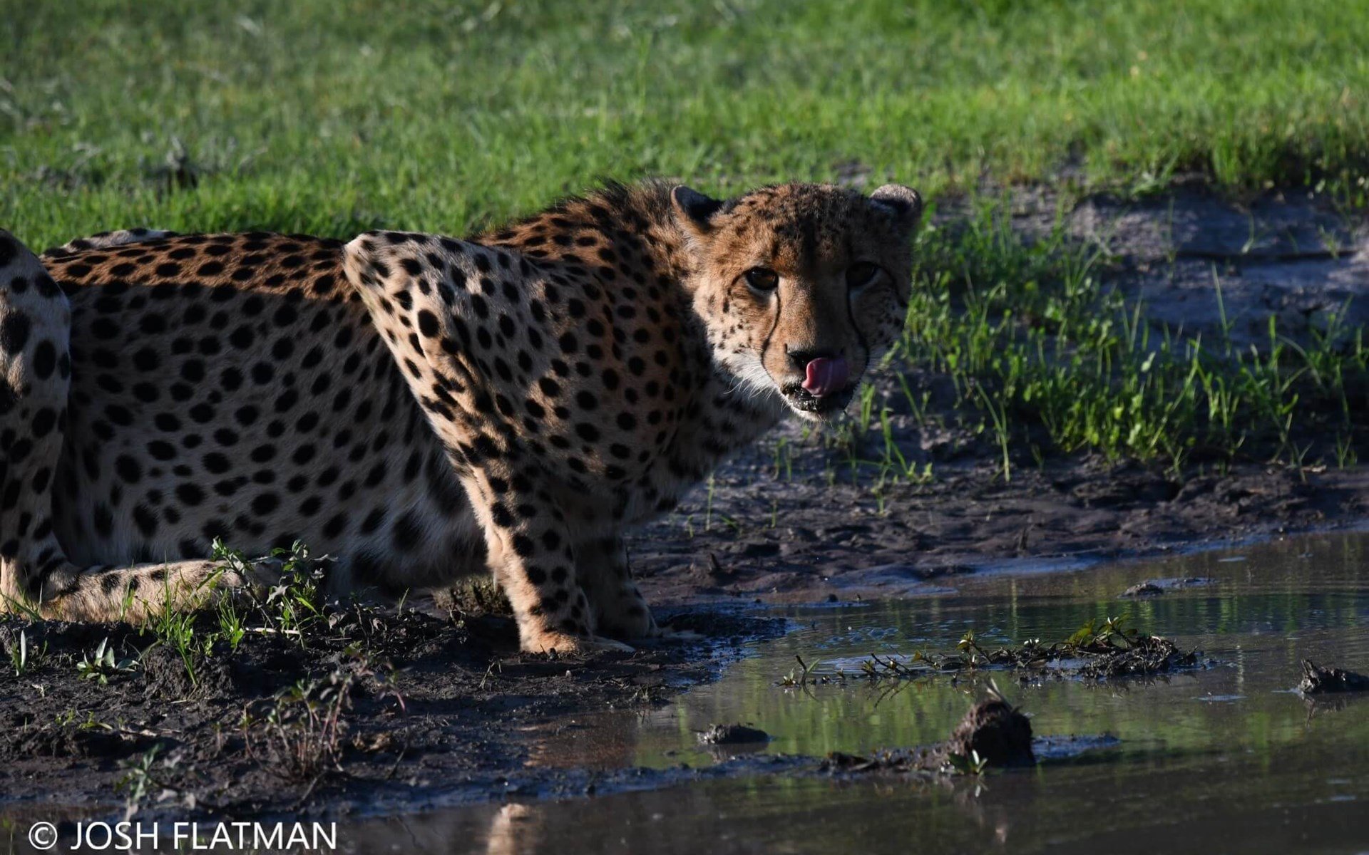 10 incredible encounters from Josh’s Botswana Safari