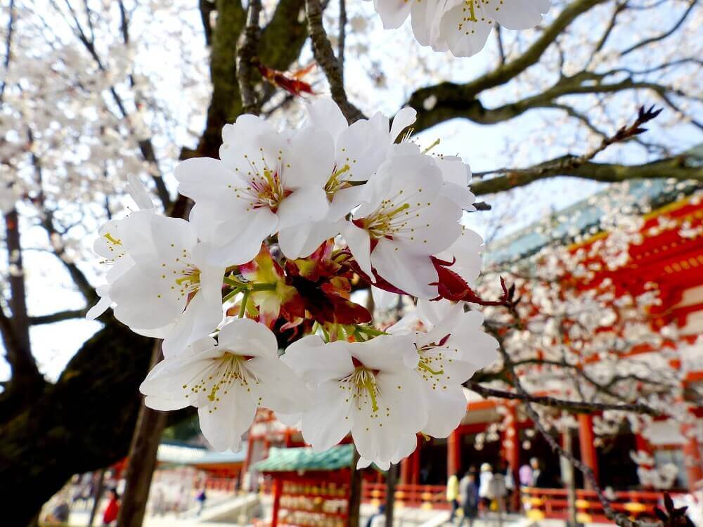 Sakura blooms at a temple during cherry blossom season in Japan